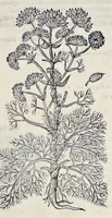 Picture 32 of 78 from Stirpium historiae pemptades sex sive libri XXX (1583), leaf 340