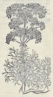 Picture 33 of 78 from Stirpium historiae pemptades sex sive libri XXX (1583), leaf 340
