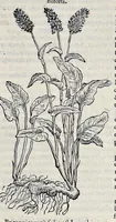Picture 34 of 78 from Stirpium historiae pemptades sex sive libri XXX (1583), leaf 352