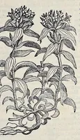 Picture 35 of 78 from Stirpium historiae pemptades sex sive libri XXX (1583), leaf 362