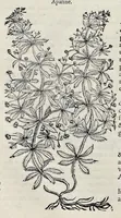 Picture 36 of 78 from Stirpium historiae pemptades sex sive libri XXX (1583), leaf 371