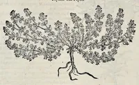 An illustration from Stirpium historiae pemptades sex sive libri XXX (1583)