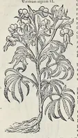 Picture 38 of 78 from Stirpium historiae pemptades sex sive libri XXX (1583), leaf 403