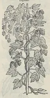 Picture 39 of 78 from Stirpium historiae pemptades sex sive libri XXX (1583), leaf 425