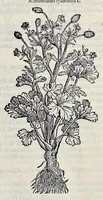 Picture 40 of 78 from Stirpium historiae pemptades sex sive libri XXX (1583), leaf 444