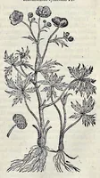 Picture 41 of 78 from Stirpium historiae pemptades sex sive libri XXX (1583), leaf 444