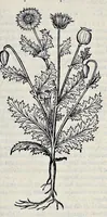 Picture 42 of 78 from Stirpium historiae pemptades sex sive libri XXX (1583), leaf 464