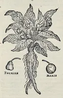 Picture 43 of 78 from Stirpium historiae pemptades sex sive libri XXX (1583), leaf 475
