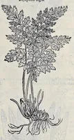 Picture 44 of 78 from Stirpium historiae pemptades sex sive libri XXX (1583), leaf 484