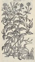 Picture 1 of 78 from Stirpium historiae pemptades sex sive libri XXX (1583), leaf 52