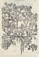 An illustration from Stirpium historiae pemptades sex sive libri XXX (1583)