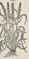 Picture 45 of 78 from Stirpium historiae pemptades sex sive libri XXX (1583), leaf 550