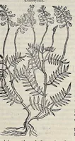 Picture 46 of 78 from Stirpium historiae pemptades sex sive libri XXX (1583), leaf 560