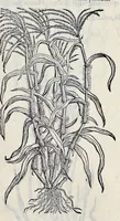 Picture 47 of 78 from Stirpium historiae pemptades sex sive libri XXX (1583), leaf 570