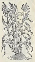 Picture 48 of 78 from Stirpium historiae pemptades sex sive libri XXX (1583), leaf 570