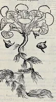 Picture 49 of 78 from Stirpium historiae pemptades sex sive libri XXX (1583), leaf 592