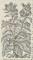 Picture 3 of 78 from Stirpium historiae pemptades sex sive libri XXX (1583), leaf 61
