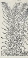 Picture 50 of 78 from Stirpium historiae pemptades sex sive libri XXX (1583), leaf 613