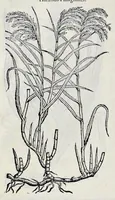 Picture 51 of 78 from Stirpium historiae pemptades sex sive libri XXX (1583), leaf 613