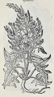 Picture 52 of 78 from Stirpium historiae pemptades sex sive libri XXX (1583), leaf 629