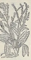 Picture 53 of 78 from Stirpium historiae pemptades sex sive libri XXX (1583), leaf 638