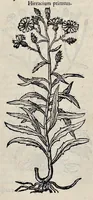 Picture 54 of 78 from Stirpium historiae pemptades sex sive libri XXX (1583), leaf 648
