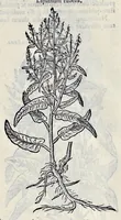An illustration from Stirpium historiae pemptades sex sive libri XXX (1583)