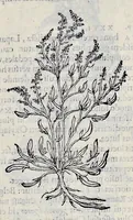 An illustration from Stirpium historiae pemptades sex sive libri XXX (1583)