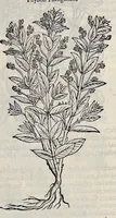 Picture 57 of 78 from Stirpium historiae pemptades sex sive libri XXX (1583), leaf 670