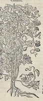 Picture 59 of 78 from Stirpium historiae pemptades sex sive libri XXX (1583), leaf 680