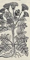 Picture 60 of 78 from Stirpium historiae pemptades sex sive libri XXX (1583), leaf 690