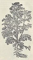 Picture 61 of 78 from Stirpium historiae pemptades sex sive libri XXX (1583), leaf 690