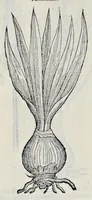 Picture 62 of 78 from Stirpium historiae pemptades sex sive libri XXX (1583), leaf 701