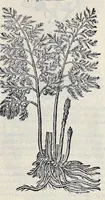 Picture 63 of 78 from Stirpium historiae pemptades sex sive libri XXX (1583), leaf 712