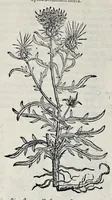 Picture 65 of 78 from Stirpium historiae pemptades sex sive libri XXX (1583), leaf 743