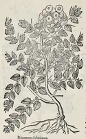 Picture 66 of 78 from Stirpium historiae pemptades sex sive libri XXX (1583), leaf 765