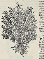 Picture 67 of 78 from Stirpium historiae pemptades sex sive libri XXX (1583), leaf 777