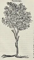 Picture 68 of 78 from Stirpium historiae pemptades sex sive libri XXX (1583), leaf 777