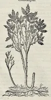 Picture 69 of 78 from Stirpium historiae pemptades sex sive libri XXX (1583), leaf 789