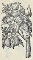 Picture 70 of 78 from Stirpium historiae pemptades sex sive libri XXX (1583), leaf 800