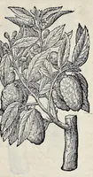 Picture 71 of 78 from Stirpium historiae pemptades sex sive libri XXX (1583), leaf 800