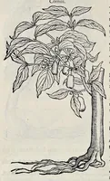 An illustration from Stirpium historiae pemptades sex sive libri XXX (1583)