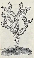 An illustration from Stirpium historiae pemptades sex sive libri XXX (1583)