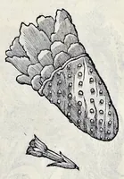 Picture 74 of 78 from Stirpium historiae pemptades sex sive libri XXX (1583), leaf 822