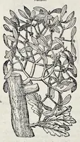 Picture 75 of 78 from Stirpium historiae pemptades sex sive libri XXX (1583), leaf 835