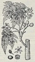 Picture 77 of 78 from Stirpium historiae pemptades sex sive libri XXX (1583), leaf 857