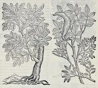 Picture 78 of 78 from Stirpium historiae pemptades sex sive libri XXX (1583), leaf 879