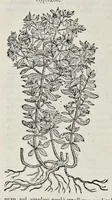 Picture 4 of 78 from Stirpium historiae pemptades sex sive libri XXX (1583), leaf 99