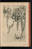 An illustration from Florilegivm Emanvelis SweertI Septimonti Batavi, Amsteledami com[m]orantis : tractans de variis florib[us] et aliis indicis pla[n]tis ad viuum delineatum in duabus partib[us] et quatuor linguis concinnatum (1612)
