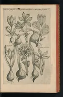 An illustration from Florilegivm Emanvelis SweertI Septimonti Batavi, Amsteledami com[m]orantis : tractans de variis florib[us] et aliis indicis pla[n]tis ad viuum delineatum in duabus partib[us] et quatuor linguis concinnatum (1612)